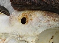 14 inch wide Female Black Wildebeest skull plate with horns for $35