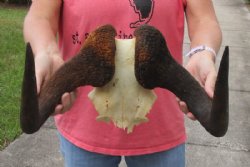 15 inch wide Female Black Wildebeest skull plate with horns for $35