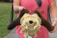 15 inch wide Female Black Wildebeest skull plate with horns for $50