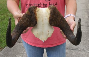 14 inch wide Female Black Wildebeest skull plate with horns for $35