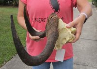 14 inch wide Female Black Wildebeest skull plate with horns for $35