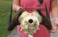 14 inch wide Female Black Wildebeest skull plate with horns for $35
