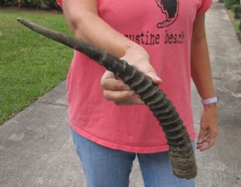 African Sable (Hippotragus niger) horn measuring 18 inches for $30
