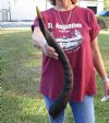 Nyala horn for sale measuring approximately 25 inches.  (You are buying the horn in the photos) for $24