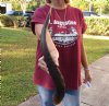 Nyala horn for sale measuring approximately 26 inches.  (You are buying the horn in the photos) for $24