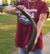 Nyala horn for sale measuring approximately 24 inches.  (You are buying the horn in the photos) for $24