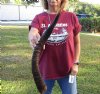 Nyala horn for sale measuring approximately 25 inches.  (You are buying the horn in the photos) for $24