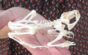 Articulated Animal Skeletons