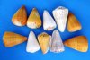 5 inches to 6 inches large assorted cone shells wholesale - Bag of 4 @ $3.50 each 