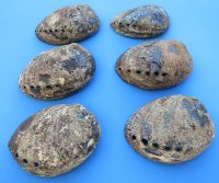 Wholesale Green Abalone shells 5 inches to 5-3/4 inches - 3 pcs @ $6.25 ea; 36 pcs @ 5.60 each