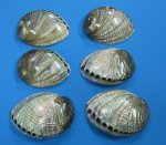 Polished Green Abalone Shells Haliotis fulgens, commercial grade, 5" to 5-1/2" - Pack of 2 @ $14.00 each; Packed: 10 pc @ $12.60 each  
