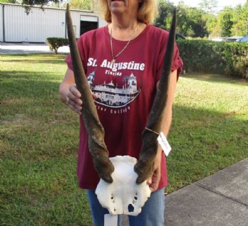 Female Eland Skull Plate with 27 inch Horns for Rustic Cabin Decor for $49.00  