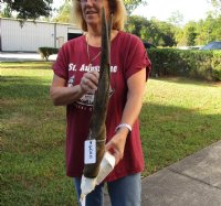 Female Eland Skull Plate with 27 inch Horns for Rustic Cabin Decor for $49.00  