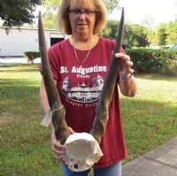 Female Eland Skull Plate with 27 inch Horns for Rustic Cabin Decor for $70.00  