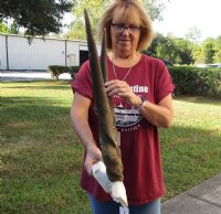 Female Eland Skull Plate with 27 inch Horns for Rustic Cabin Decor for $49.00  