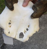 Female Eland Skull Plate with 27 inch Horns for Rustic Cabin Decor for $49.00  