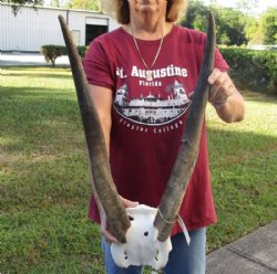 Female Eland Skull Plate with 23 inch Horns for Rustic Cabin Decor for $46.00  
