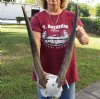 Female Eland Skull Plate with 23 inch Horns for Rustic Cabin Decor (Review photos. You are buying the one shown) for $65.00  