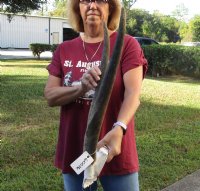 Female Eland Skull Plate with 23 inch Horns for Rustic Cabin Decor for $46.00  
