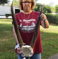 Female Eland Skull Plate with 23 inch Horns for Rustic Cabin Decor for $65.00  
