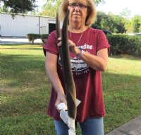 Female Eland Skull Plate with 23 inch Horns for Rustic Cabin Decor for $46.00  