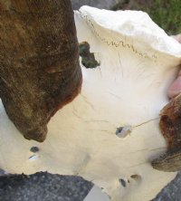 Female Eland Skull Plate with 23 inch Horns for Rustic Cabin Decor for $46.00  