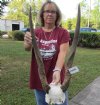 Female Eland Skull Plate with 28 inch Horns for Rustic Cabin Decor (Review photos. You are buying the one shown) for $70.00  