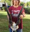 African Eland Bull (male) skull plate and horns 29 and 30 inches around curl - Review all photos. You are buying the Eland skull pictured for $95