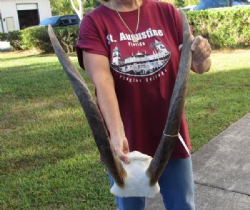 Female Eland Skull Plate with 28 inch (deformed and unusual) Horns for Rustic Cabin Decor for $56.00  