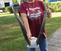 Female Eland Skull Plate with 28 inch (deformed and unusual) Horns for Rustic Cabin Decor for $56.00  