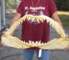 24-3/4 inch wide Shortfin Mako Shark Jaw - You are buying the one shown for $795.00 (Adult Signature Required)