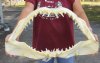 24-3/4 inch wide Shortfin Mako Shark Jaw - You are buying the one shown for $950.00 (Adult Signature Required)