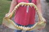 19-3/4 inch wide Shortfin Mako Shark Jaw - You are buying the one shown for $295