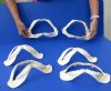 6 piece lot of Smooth Hammerhead Shark Jaws measuring between 8-1/4 and 9-1/4 inches wide - you will receive the jaws pictured for $70/lot