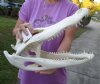 16-3/4 inch Alligator Skull from an estimated 9 foot Florida gator - You are buying the gator skull shown for $130
