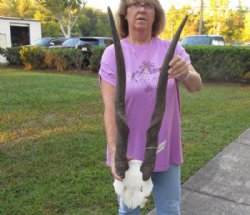 HUGE Female Eland Skull Plate with 31 inch Horns for Rustic Cabin Decor $56.00 