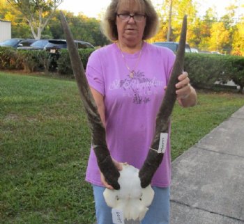 Female Eland Skull Plate with 27 and 28 inch Horns for Rustic Cabin Decor $49.00 
