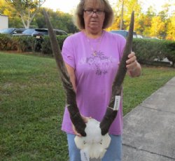 Female Eland Skull Plate with 27 and 28 inch Horns for Rustic Cabin Decor $49.00 