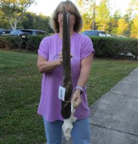Female Eland Skull Plate with 27 and 28 inch Horns for Rustic Cabin Decor $49.00 
