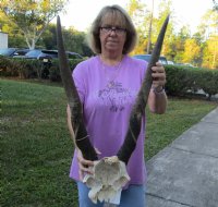 Female Eland Skull Plate with 27 and 28 inch Horns for Rustic Cabin Decor $49.00 