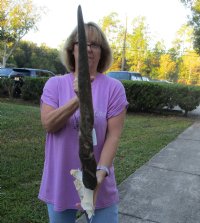 Female Eland Skull Plate with 27 and 28 inch Horns for Rustic Cabin Decor $49.00 