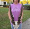 Female Eland Skull Plate with 29 inch Horns for Rustic Cabin Decor (Review photos. You are buying the one shown) for $90.00 