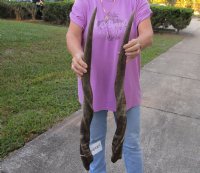 Matching pair of Female African Eland Horns 30 inches long.  (You are buying the horns in the photos) for $50