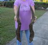 Matching pair of African Eland Bull Horns 32 inches long.  (You are buying the horns in the photos) for $80.00