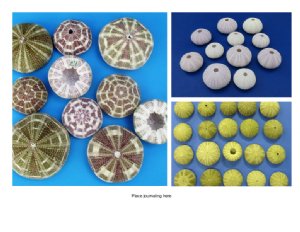 Sea Urchins for Sale Wholesale