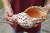 Pacific Triton seashell 11 inches long - (You are buying the shell pictured) for $50