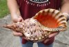 Pacific Triton seashell 12 inches long - (You are buying the shell pictured) for $60
