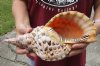 Pacific Triton seashell 12-1/4 inches long - (You are buying the shell pictured) for $60
