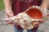 Pacific Triton seashell 13-1/4 inches long - (You are buying the shell pictured) for $70 (has chips)