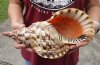 Pacific Triton seashell 13-1/2 inches long - (You are buying the shell pictured) for $70 (chipped edge)